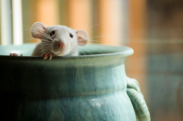 mouse in a mug